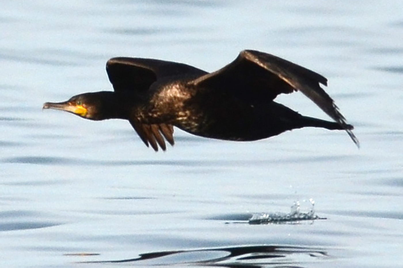Le grand cormoranLe grand cormoran