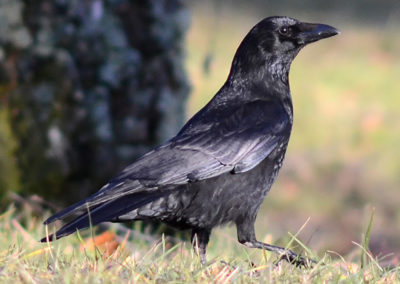 Corneille noire (Corvus corone corone)