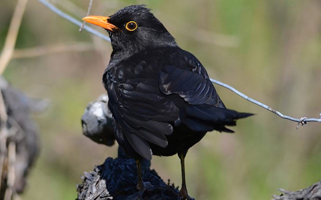 Eurasian Blackbird (Turdus merula)