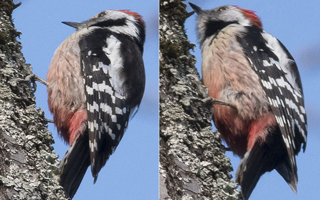 Middle Spotted Woodpecker (Leiopicus medius)
