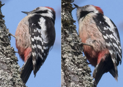 Middle Spotted Woodpecker (Leiopicus medius)