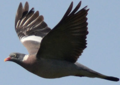 Common woodpigeon (Columba palumbus)