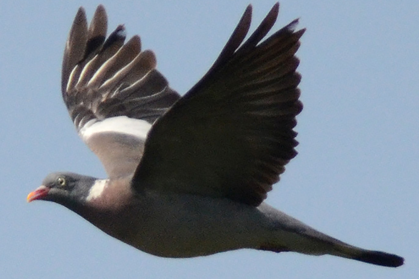 The Ramier Pigeon