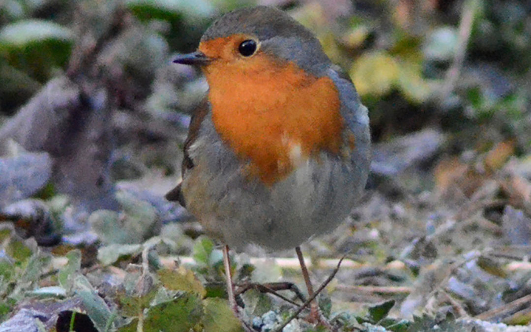 European Robin (Erithacus rubecula)