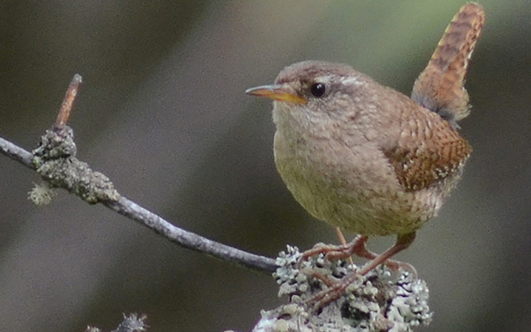 Nothern Wren (Troglodytes troglodytes)